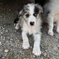 Boblé, chien à adopter