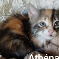 ATHENA réservée, chatte à adopter