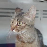 Laelia, chatte à adopter