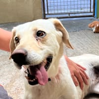 Olympe, chienne à adopter