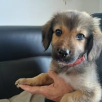 GRINCHEUX QCN, chien à adopter