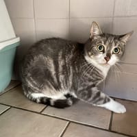RAVIOLI, chatte à adopter