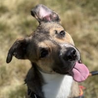 BISHOP, chien à adopter