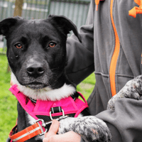 SKA, chienne à adopter