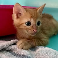 DAG, chat à adopter
