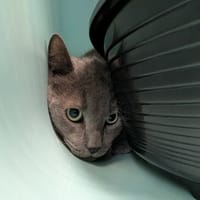 GRIZOU QCT, chat à adopter