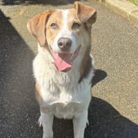 SHAKER VAA, chien à adopter