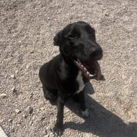 BALOU, chien à adopter