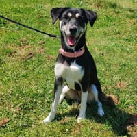 amira PAA24261, chienne à adopter