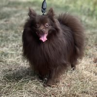 ROCKY, chien à adopter