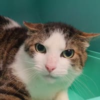 CAPRICE CHA, chat à adopter