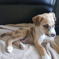 JOYEUX QCN, chien à adopter