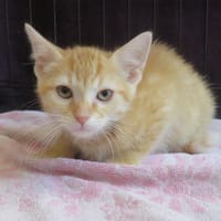 yoshi, chat à adopter