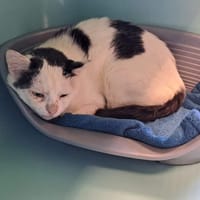 SWING QCT, chat à adopter