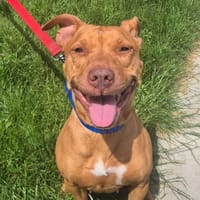 OLYA, chienne à adopter