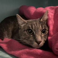 ZELDA, chatte à adopter