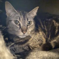 MINETTE, chatte à adopter