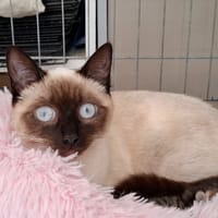 SCARLETTE, chatte à adopter