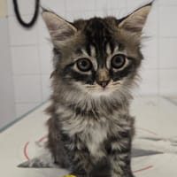 Bubulle, chatte à adopter