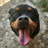 KIARA, chienne à adopter