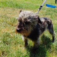 PIMOUSSE paa24260, chien à adopter