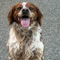 PACO VAA, chien à adopter
