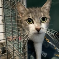 ECUME, chatte à adopter
