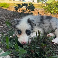 Birdy, chienne à adopter