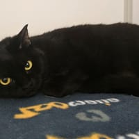 IBIS, chat à adopter