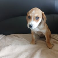 SIMPLET QCN, chien à adopter