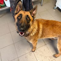 TIGER, chien à adopter