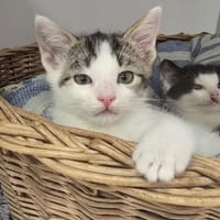 NOA, chat à adopter