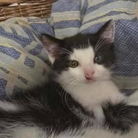 DOMINO, chat à adopter
