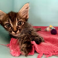 MYSTERE, chat à adopter