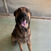 ARROW, chien à adopter
