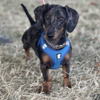 BIZRI, chien à adopter