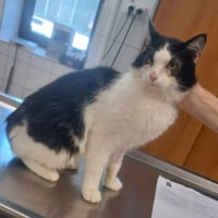 Wybee, chat à adopter