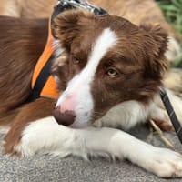 PIROUETTE, chienne à adopter