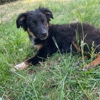 cola, chien à adopter