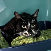 GAETAN, chat à adopter