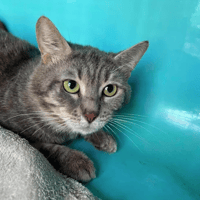 mega, chat à adopter