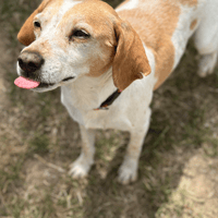 josette, chienne à adopter
