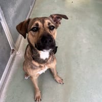 CLARA, chienne à adopter