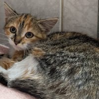 MISORA, chatte à adopter