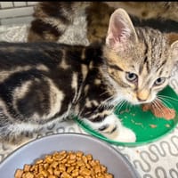 BANDIT, chat à adopter
