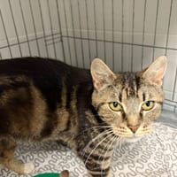BETSY, chatte à adopter