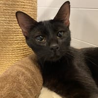 BAGUERRA, chatte à adopter