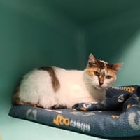 Gaufrette, chatte à adopter