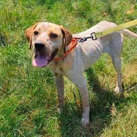 Tabou PAA24259, chien à adopter