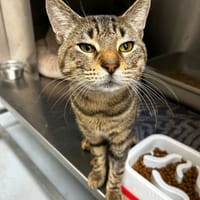 PIEROGI, chat à adopter